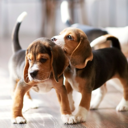 Two puppies playing together