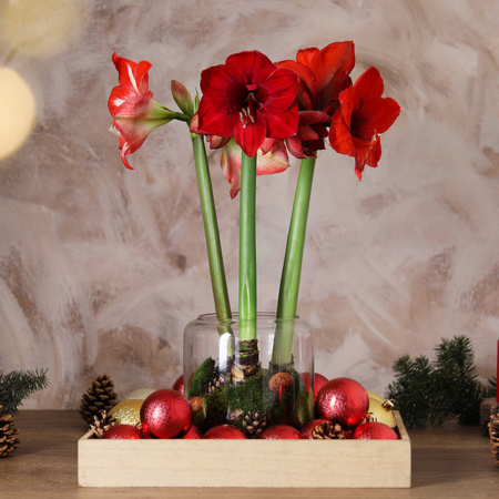 Red Amaryllis Flowers And Christmas Decor On Wooden Table
