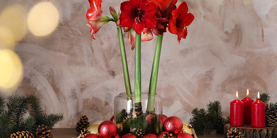 Red Amaryllis Flowers And Christmas Decor On Wooden Table