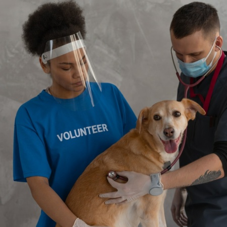 Volunteer helping a vet by holding a dog
