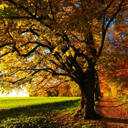 Trees in autumn leaf